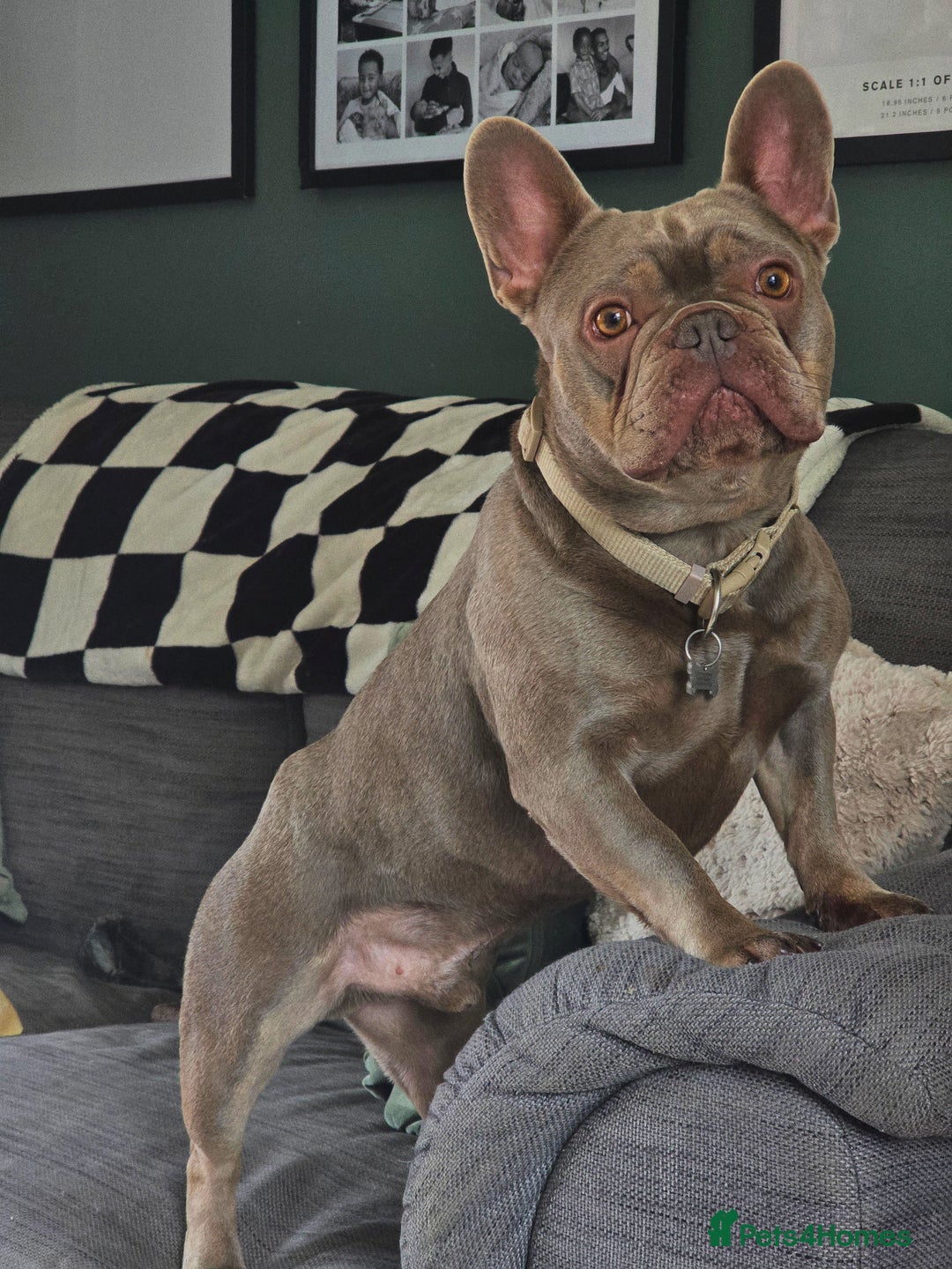 French Bulldog dogs for sale: Beautiful Bronny seeking a dog free home  - Image 4