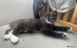 Mixed Breed cats for sale: 2 Beautiful Black n White kittens  - Image 4