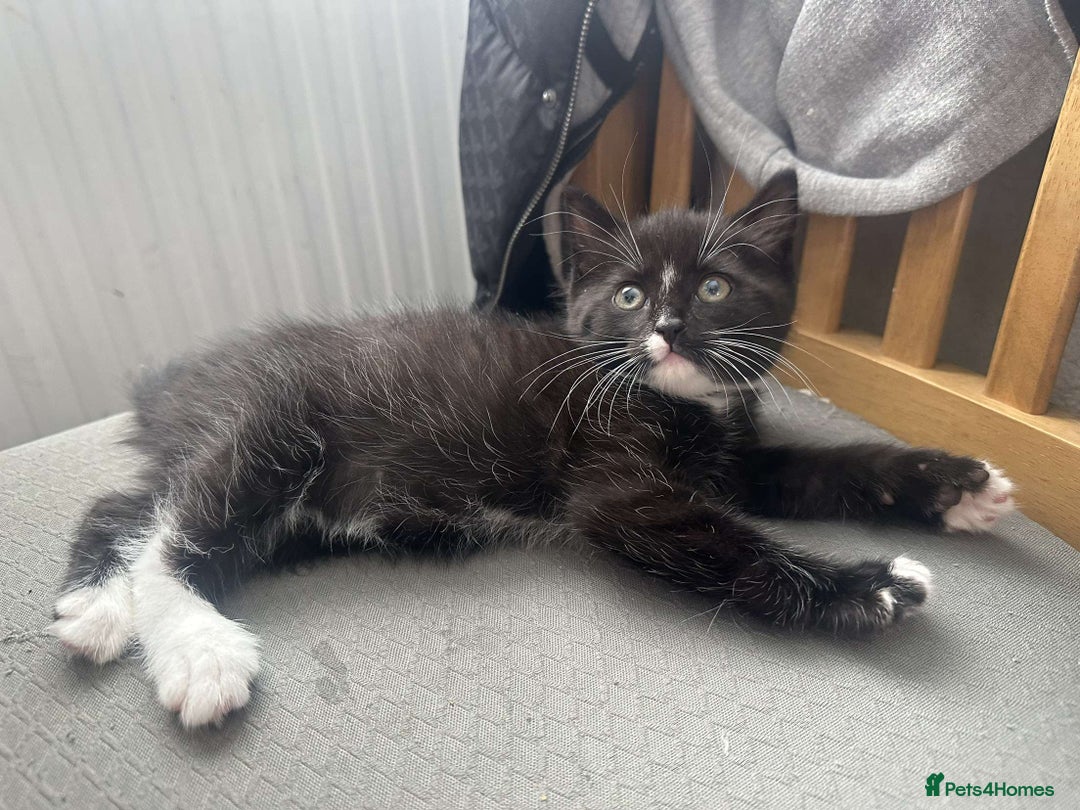 Mixed Breed cats for sale: 2 Beautiful Black n White kittens  - Image 4
