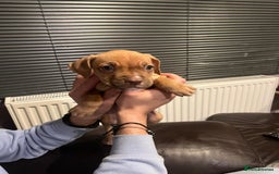 Mixed Breed dogs for sale: Boxer/Staff/Cane Corso Puppies for Sale - Advert 7