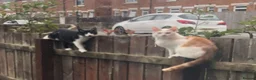 Domestic Shorthair cats for sale: Two cats looking for a good home  - Advert 1