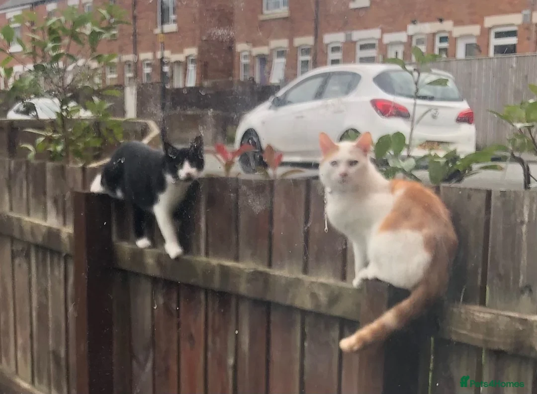 Domestic Shorthair cats for sale: Two cats looking for a good home  - Advert 1