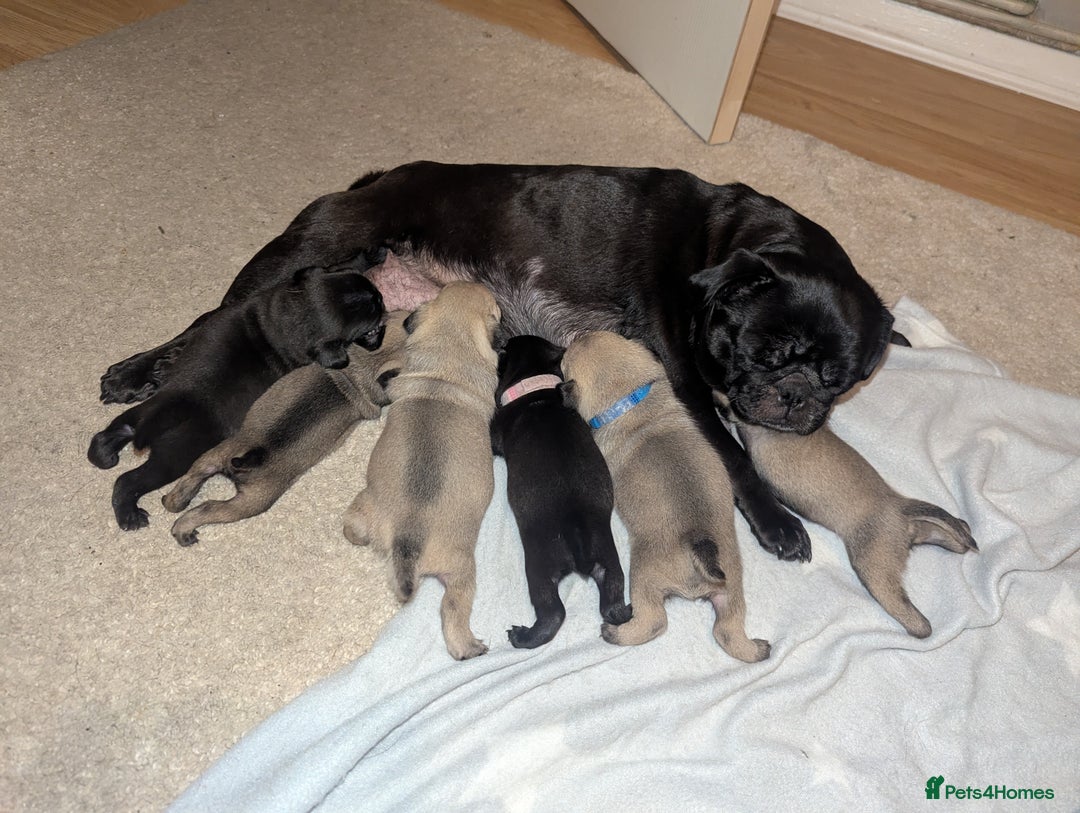 Pug dogs for sale: Pug puppies  - Image 3