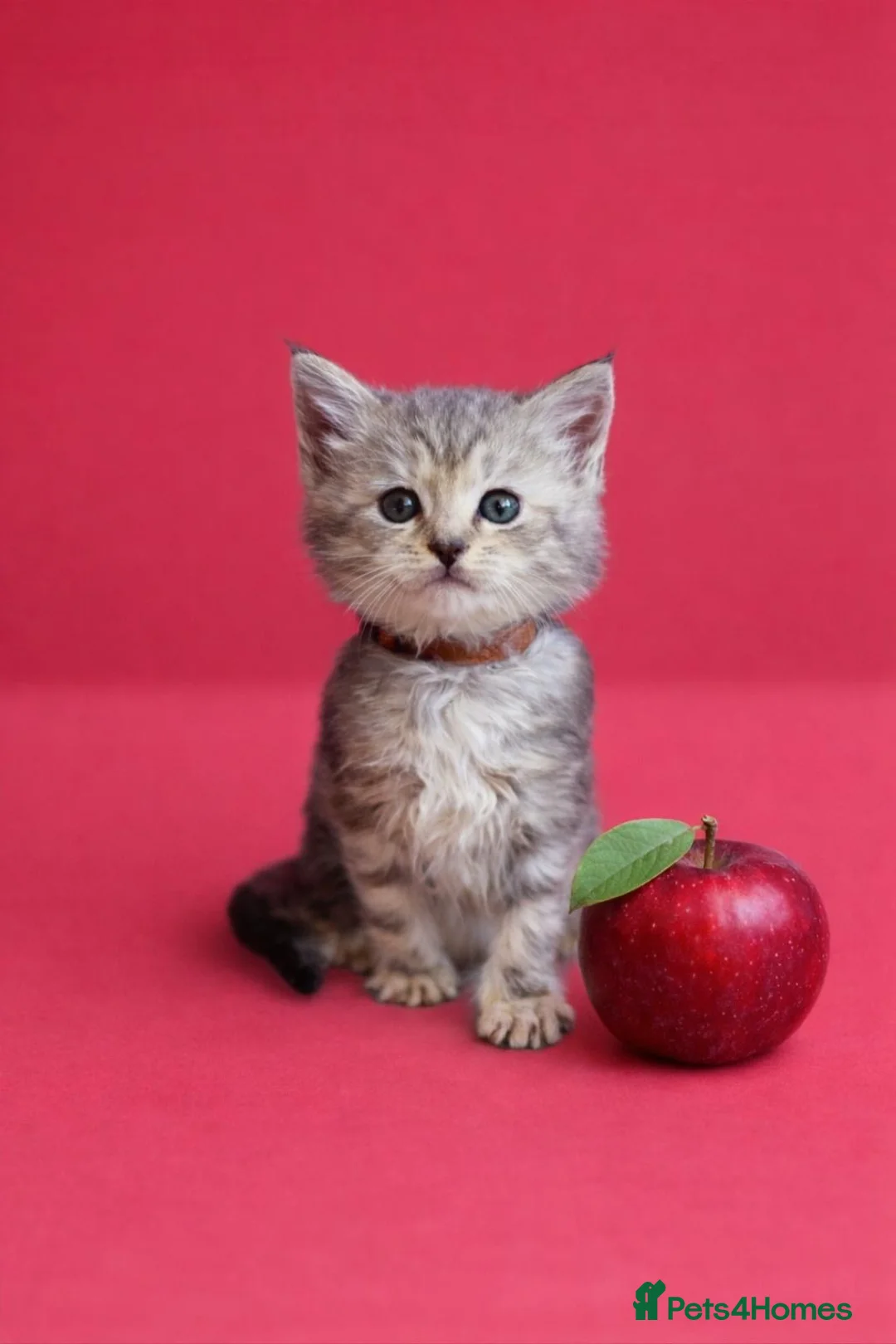 Maine Coon cats for sale: Beautiful Silver tabby Maine coon girls - Advert 16