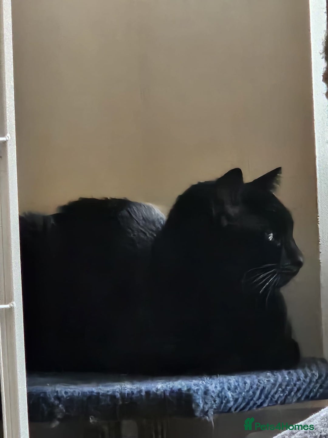 Mixed Breed cats for adoption: Ozzy deserves better  - Advert 4