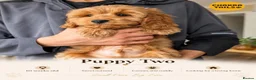 Cockapoo dogs for sale: 1 female Cockerpoo fully vaccinated  - Advert 20