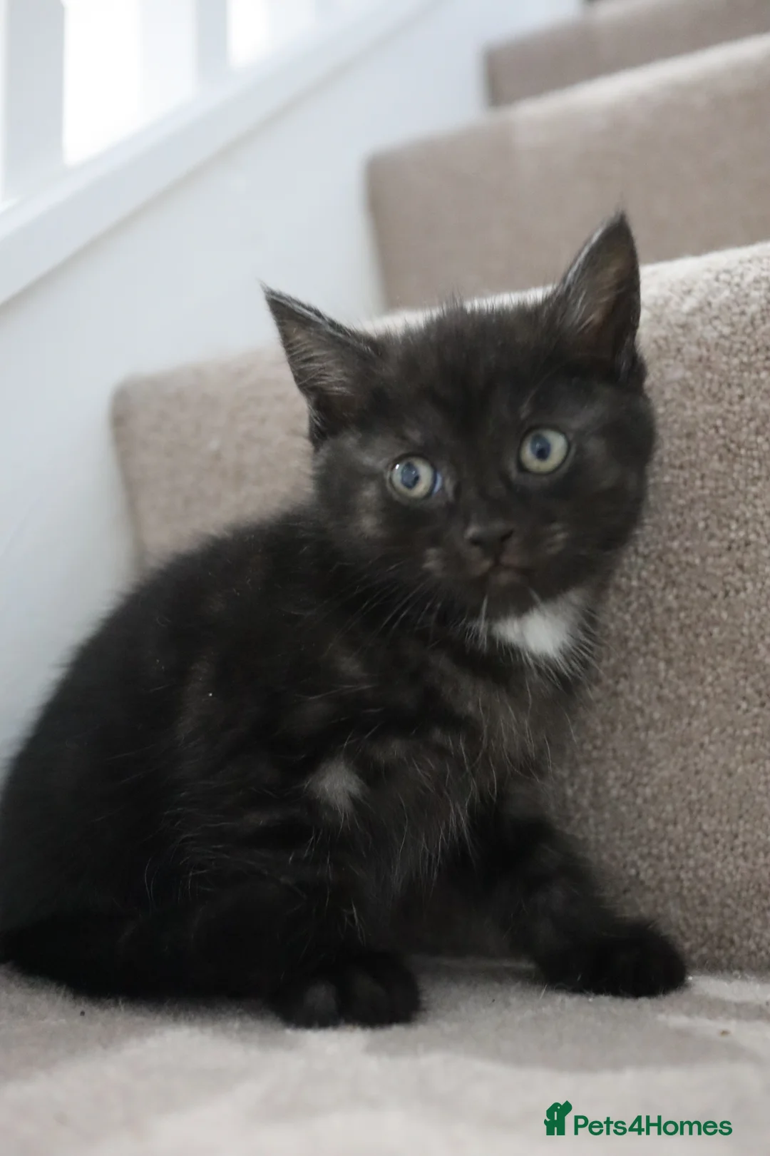 Domestic Shorthair cats for sale: Four beautiful kittens remaining - Advert 6