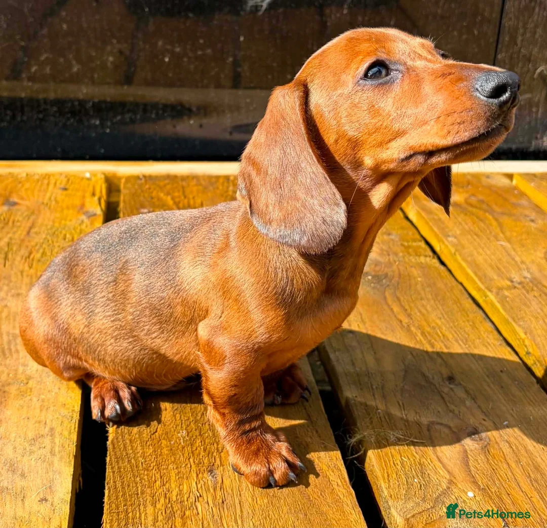 Miniature Dachshund dogs for sale: Miniature dachshund boy.  - Advert 4
