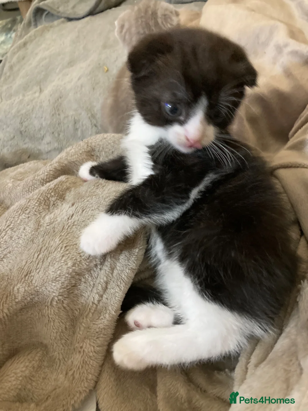 Scottish Fold cats for sale: Scottish folds for sale  - Advert 13