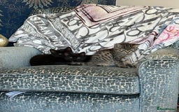 Ragdoll cats for sale: 3 x Female Kittens Ready Now  - Image 2