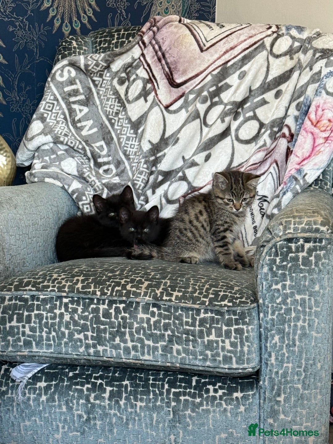Ragdoll cats for sale: 3 x Female Kittens Ready Now  - Image 2