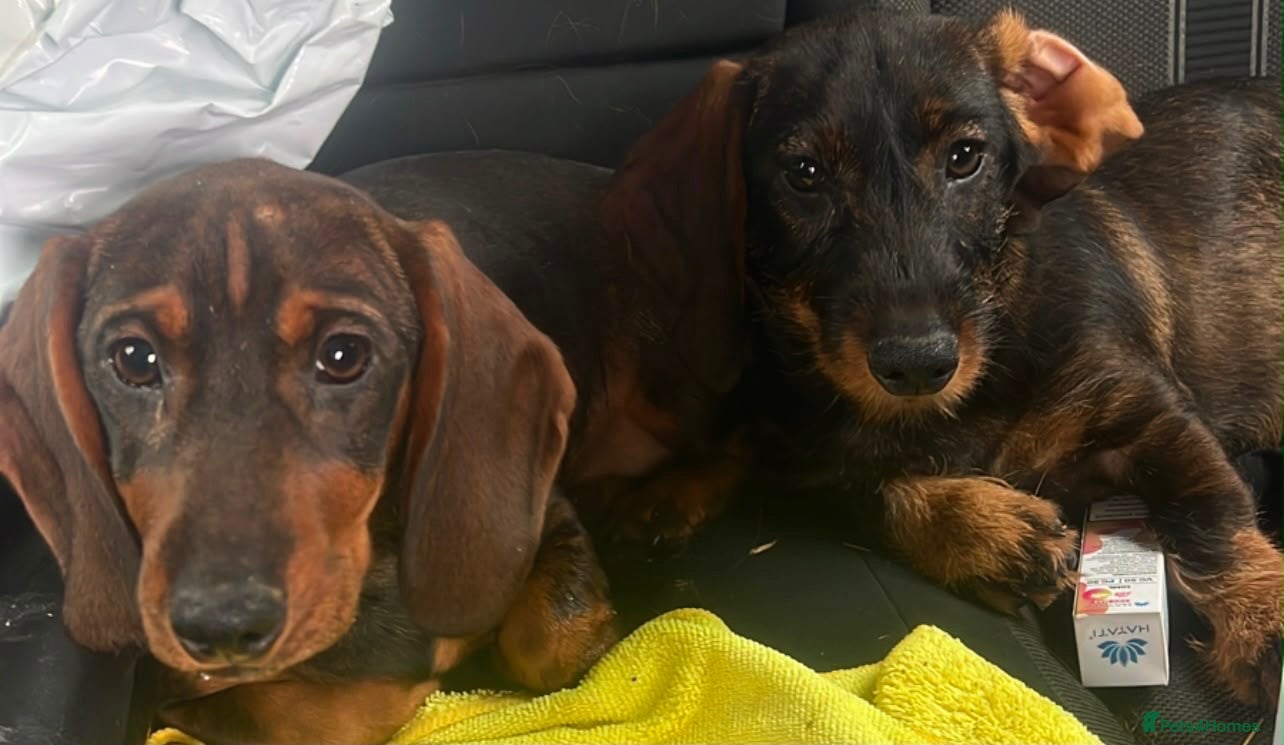 Dachshund dogs 2 tekles for sale brother and sister £1100 ONO - Advert 1