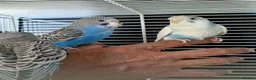 Budgerigars birds for sale: Super silly hand tamed baby budgies  - Advert 2