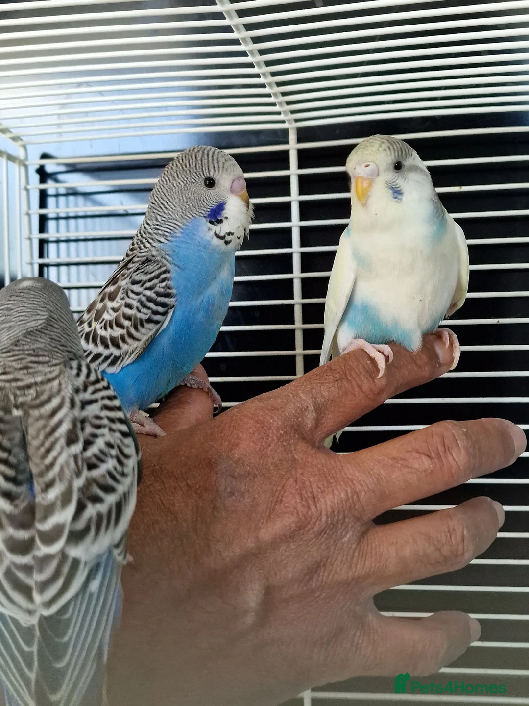 Budgerigars birds for sale: Super silly hand tamed baby budgies  - Advert 2