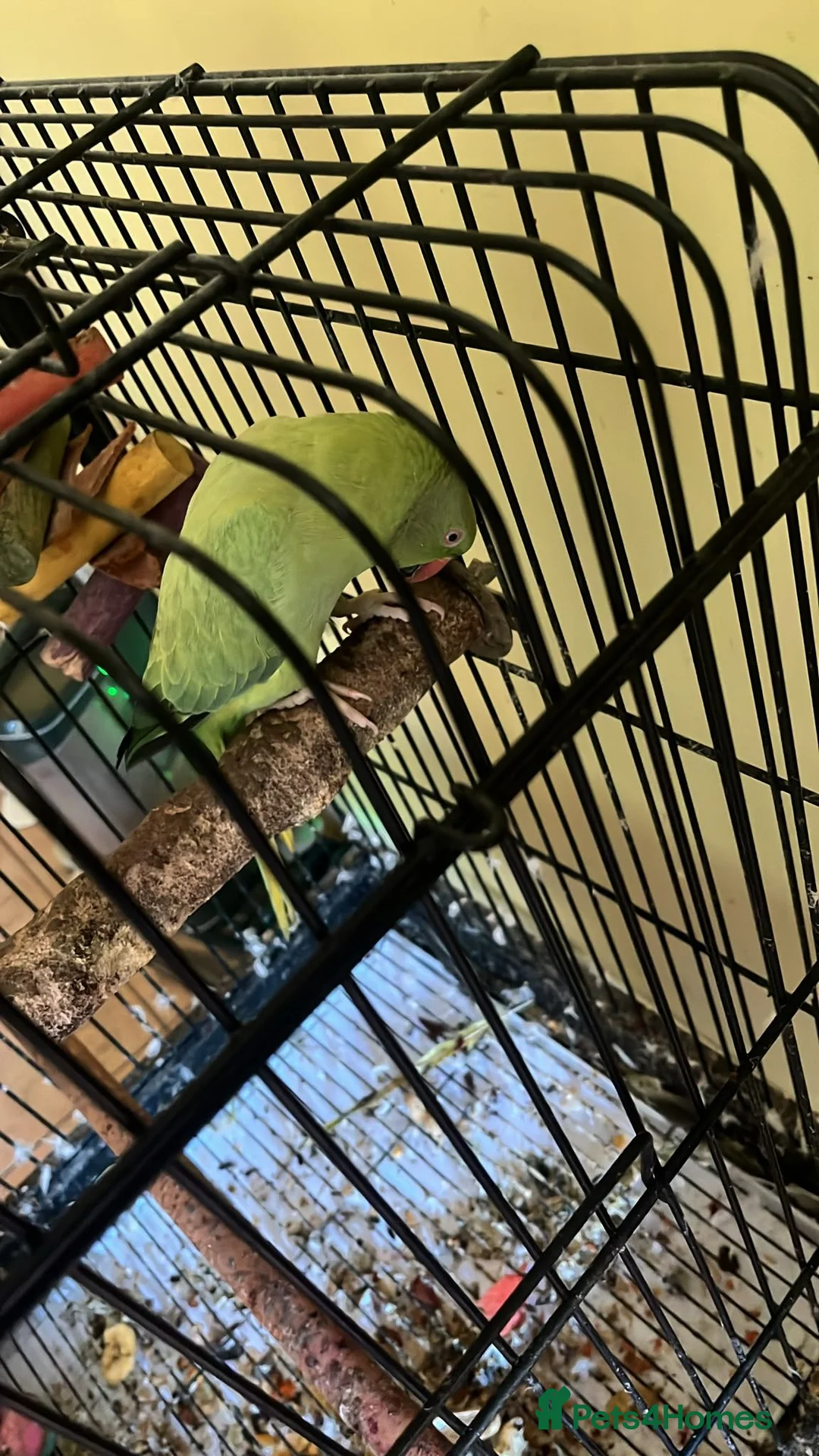 Parrots birds for sale: Indian Ringneck  in Birmingham - Advert 4