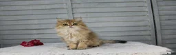 British Longhair cats for sale: Boy and Girl ready  - Advert 7