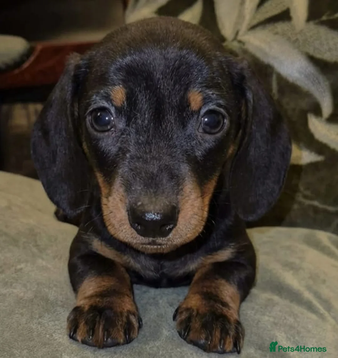 Miniature Dachshund dogs for sale: Beautiful Dachshund Puppies  - Advert 6