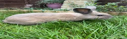 Mixed Breed rabbits for sale: Male lionlop cross - Advert 2