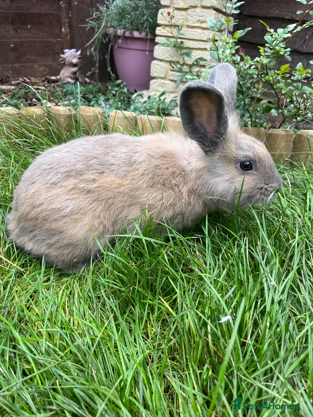 Mixed Breed rabbits for sale: Male lionlop cross - Advert 2