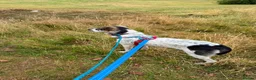 Mixed Breed dogs for adoption: Meet Solar, currently residing in Cheshire  in Crewe - Advert 7