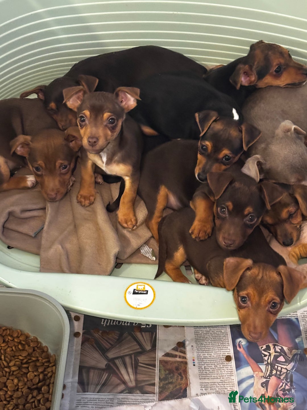 Jack Russell dogs for sale: Beautiful miniature pure Jack Russell’s  - Advert 3