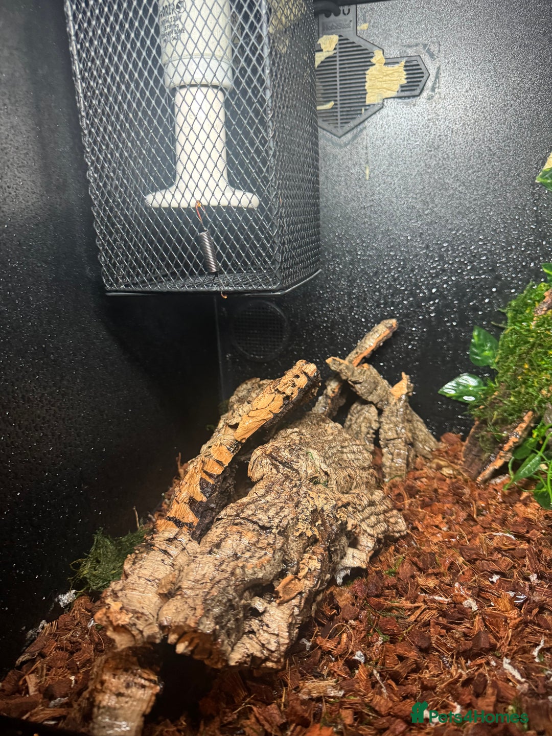 Python Snake reptiles for sale: Beautiful male inferno morph ball python  - Advert 15