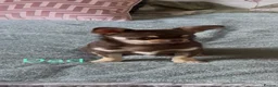 Chihuahua dogs for sale: Beautiful long-haired chihuahuas  - Advert 9