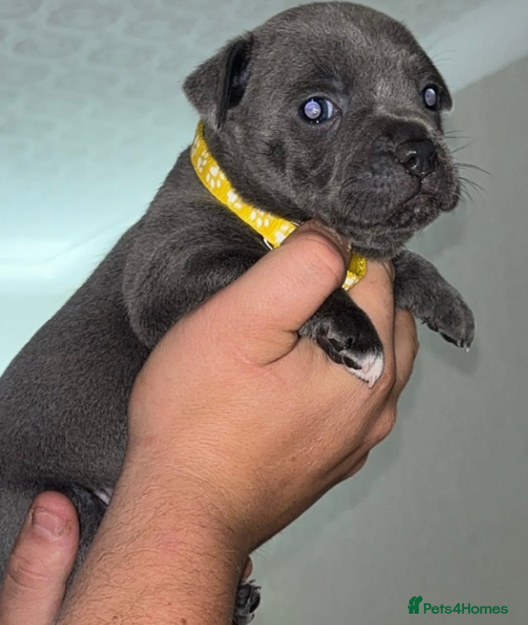 Staffordshire Bull Terrier dogs for sale: 🔥7 BLUE STAFFORDSHIRE BULL TERRIER PUPS REDUCED‼️ - Image 8