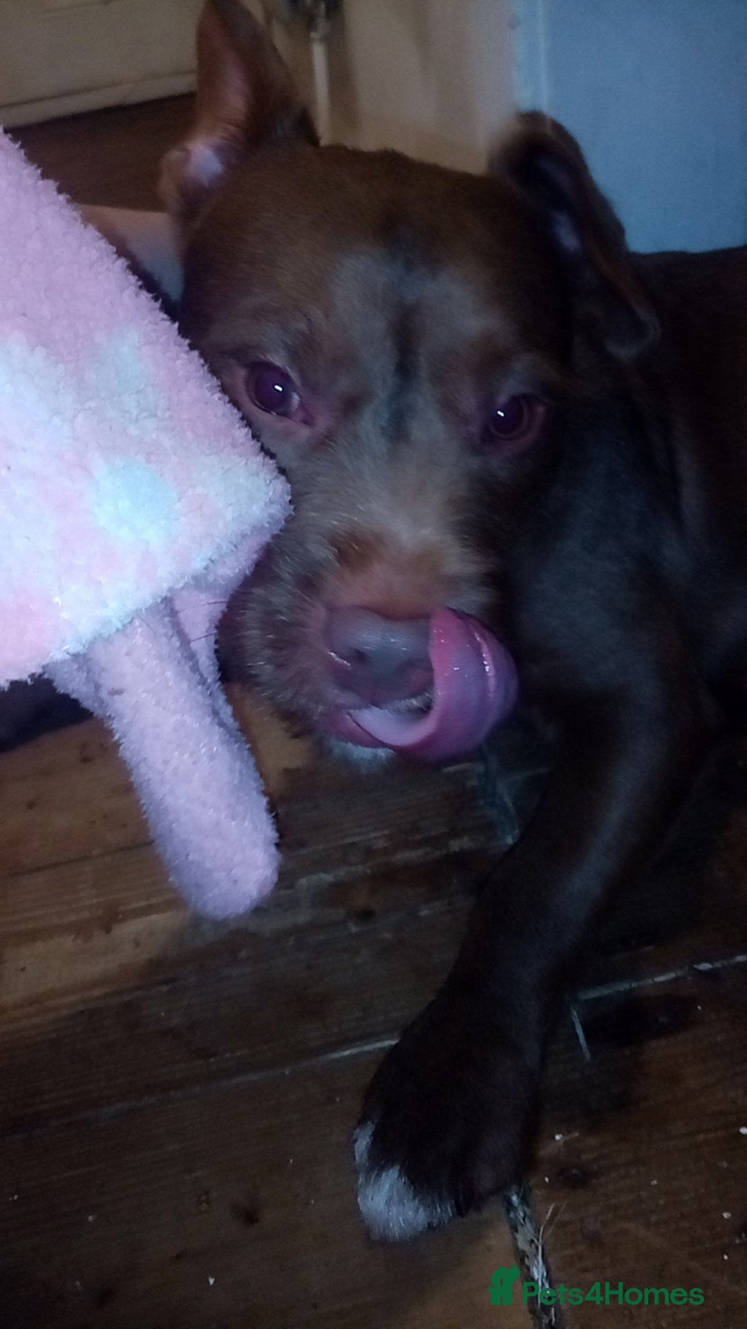 Mixed Breed dogs for sale: Rocko the frenchie cross  - Image 1
