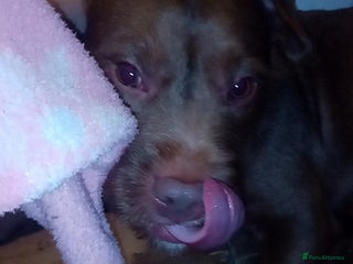 Mixed Breed dogs - Advert 7