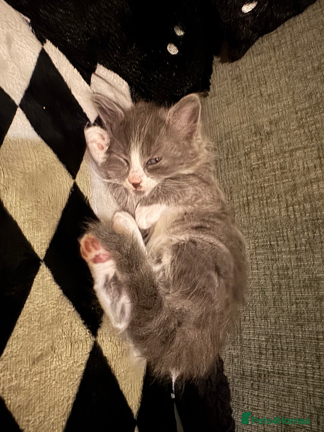 Mixed Breed cats for sale: British blue short hair cross kittens - Advert 3