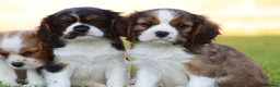 Mixed Breed dogs for sale: Playful Pugalier puppies for sale!  - Advert 28
