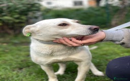 Mixed Breed dogs for adoption: 💖🐶 BILOCHKA 🐶💖 - Image 7