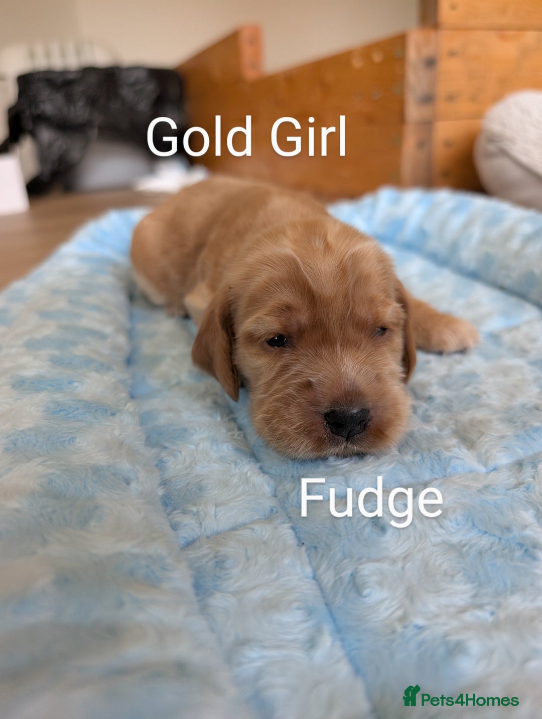 Cocker Spaniel dogs for sale: KC Show Cocker Spaniel pups  - Image 12