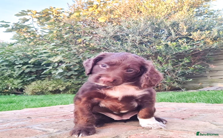 Cocker Spaniel dogs - Advert 4