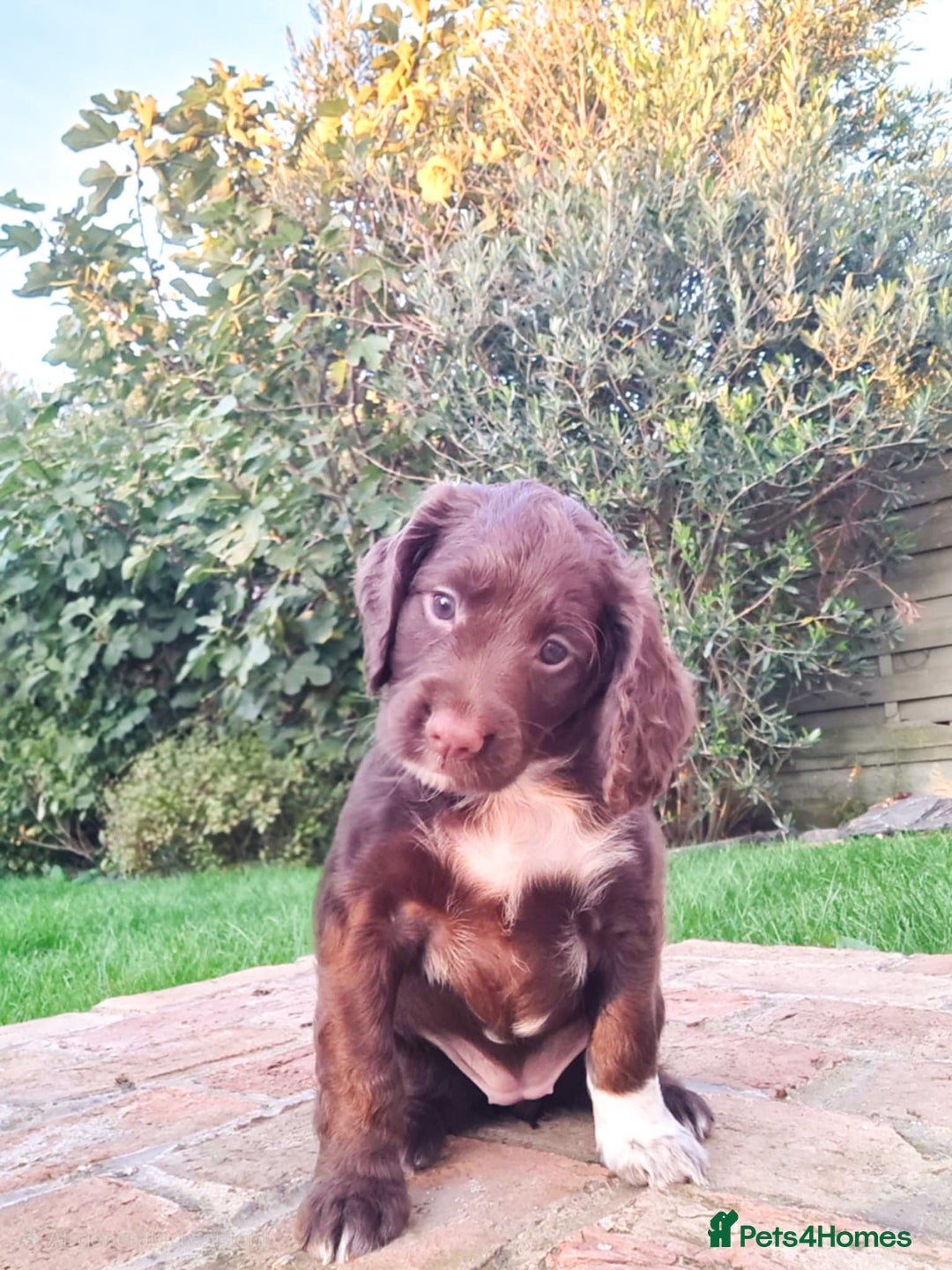 Cocker Spaniel dogs for sale: Exceptional Working Cocker Spaniel Pups – KC Reg - Image 1