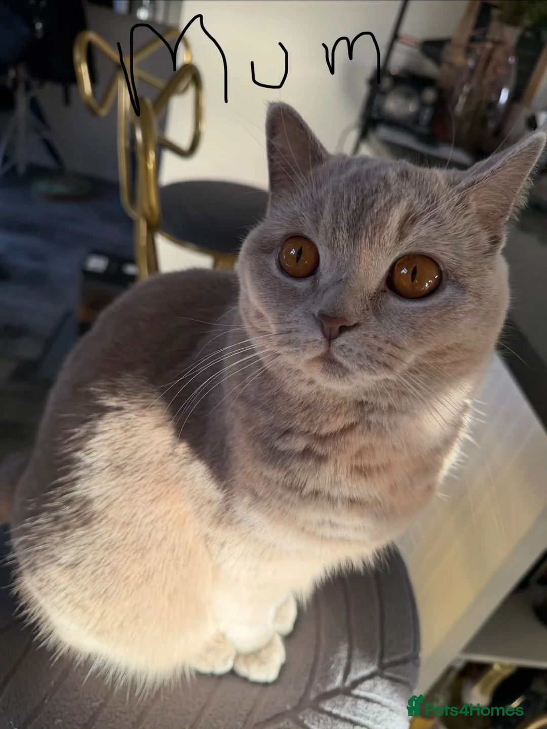 British Shorthair cats for sale: British shorthair kittens for sale  - Advert 13