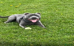 Staffordshire Bull Terrier dogs for stud:  Vinnie ( kensequi salvador) - Image 2