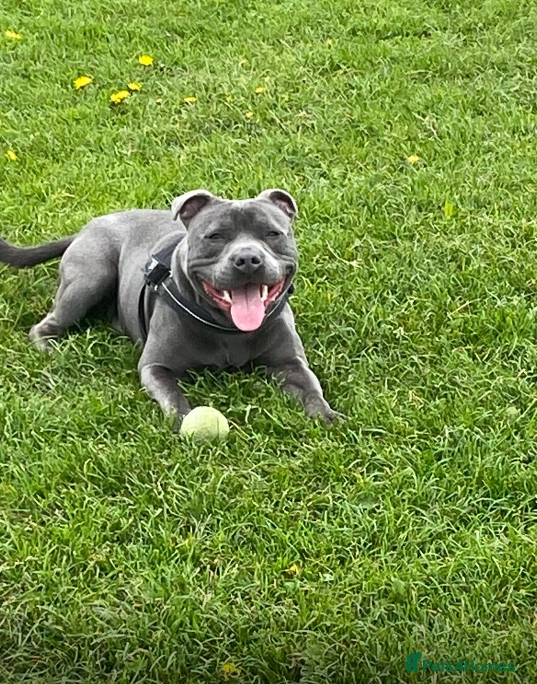 Staffordshire Bull Terrier dogs for stud:  Vinnie ( kensequi salvador) - Image 2