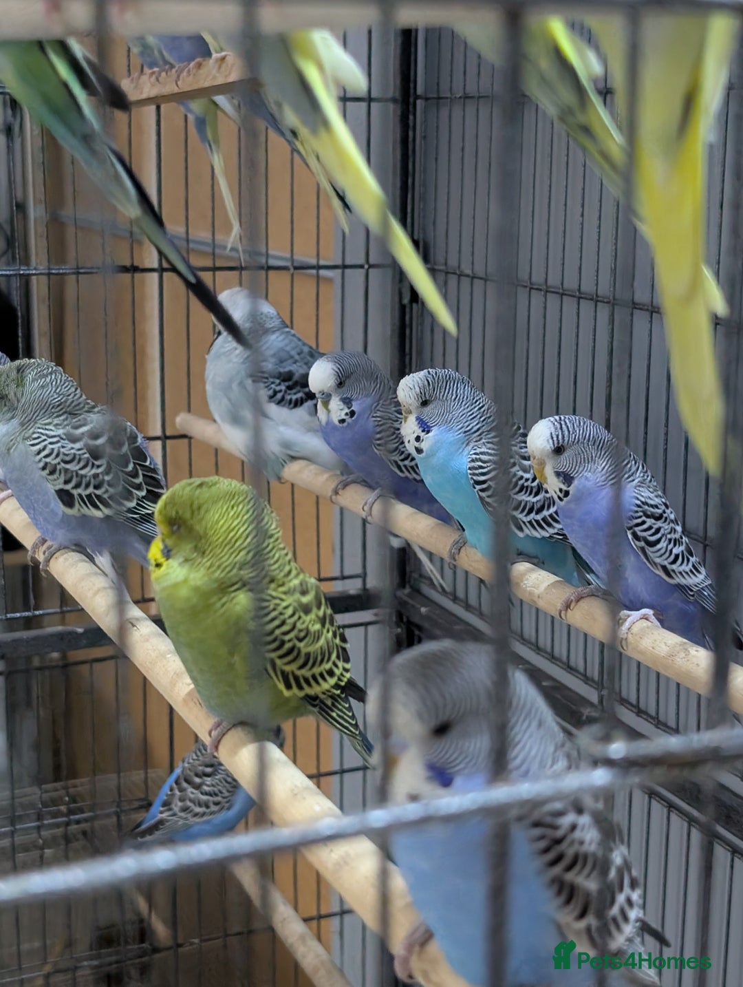 Budgerigars birds for sale: Budgies for Sale Many colours Cages Available  - Image 22