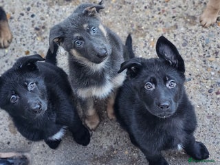 German Shepherd dogs German shepherd puppies - Advert 3