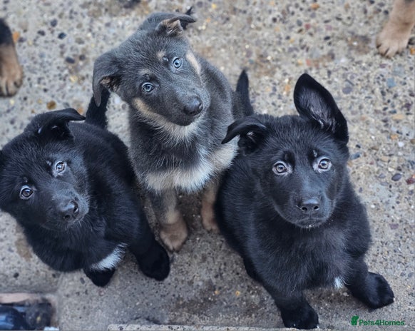 German Shepherd dogs German shepherd puppies - Advert 3