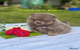 Pomeranian dogs for stud: Solid Lilac Tiny 1.8kg Stud Dog DNA health tested in Rotherham - Image 32