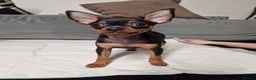 Miniature Pinscher dogs for sale: Miniature Pinscher - Advert 1