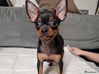 Miniature Pinscher dogs Miniature Pinscher - Advert 1