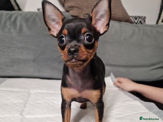 Miniature Pinscher dogs Miniature Pinscher - Advert 1