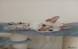 Bengal cats for sale: Health-checked TICA Family Bengal Kitten READY NOW in Warminster - Image 15