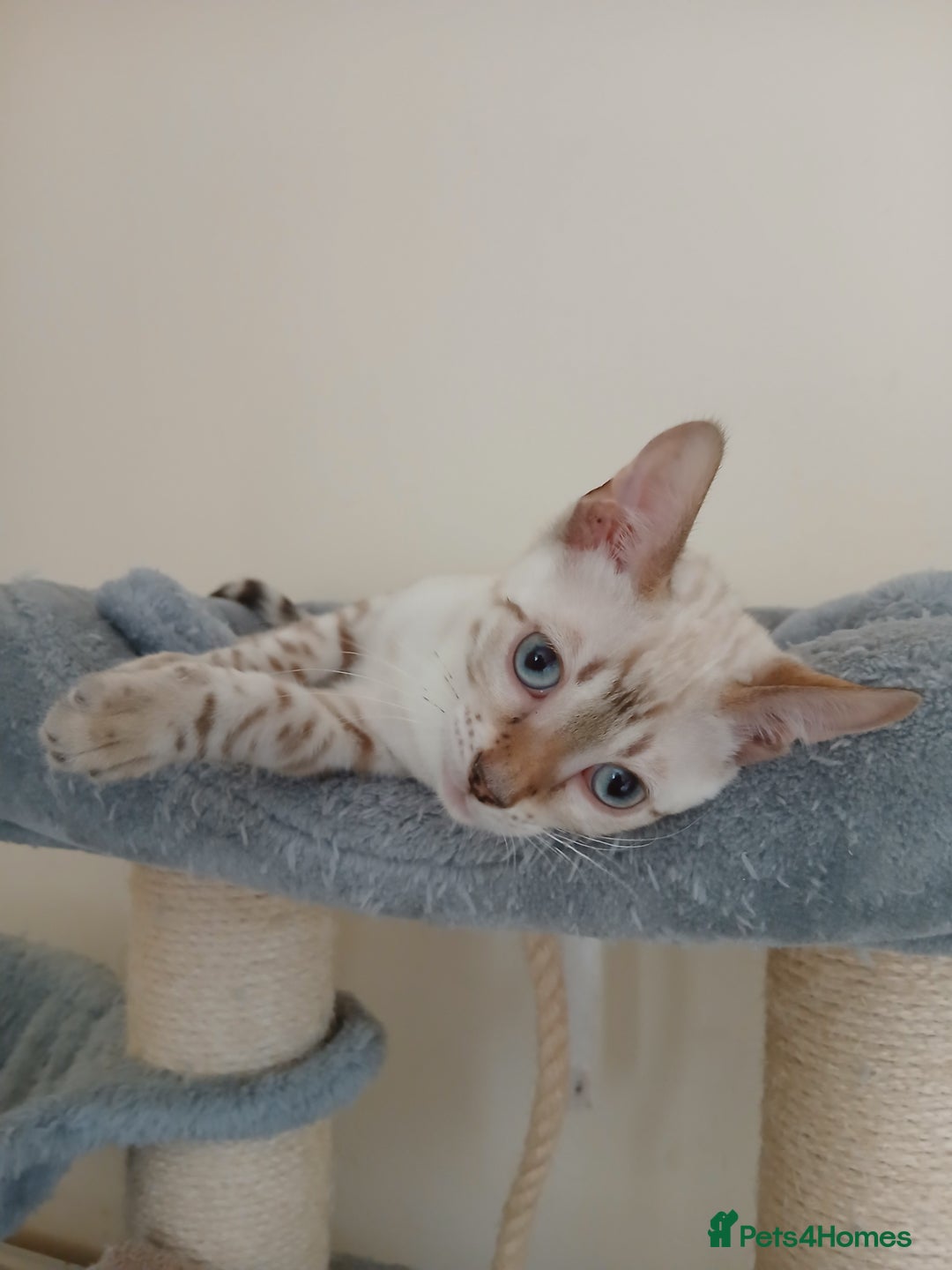 Bengal cats for sale: Health-checked TICA Family Bengal Kitten READY NOW in Warminster - Image 15