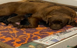 Labrador Retriever dogs for sale: K.C REG CHUNKY SHOW LABRADOR PUPS. - Image 3
