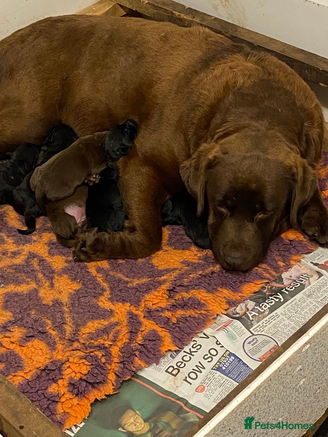Labrador Retriever dogs for sale: K.C REG CHUNKY SHOW LABRADOR PUPS. - Image 3